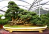 Tổng hợp các hình ảnh độc đáo trong nghệ thuật bonsai - Phần 1