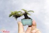 Tổng hợp các hình ảnh độc đáo trong nghệ thuật bonsai - Phần 2: Bonsai mini