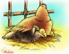 Đại Bàng hay Gà Con?