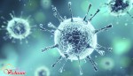 Vì sao kháng sinh chỉ diệt được vi khuẩn mà không diệt được virus?
