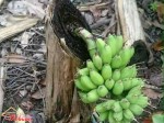 Sự sống mãnh liệt như thế nào?