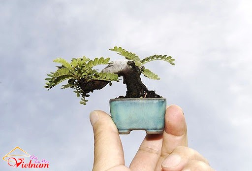 Tổng hợp các hình ảnh độc đáo trong nghệ thuật bonsai - Phần 2: Bonsai mini
