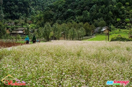qua luu niem vn 002
