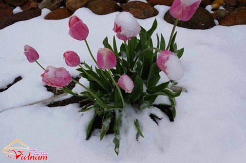 - sucsongblogtamsu9 - Cứng hơn bê tông cốt thép cũng phải bó tay thua ngay sức sống mãnh liệt này - photo qln 10