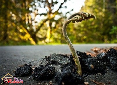 - sucsongblogtamsu10 - Cứng hơn bê tông cốt thép cũng phải bó tay thua ngay sức sống mãnh liệt này - photo qln 11