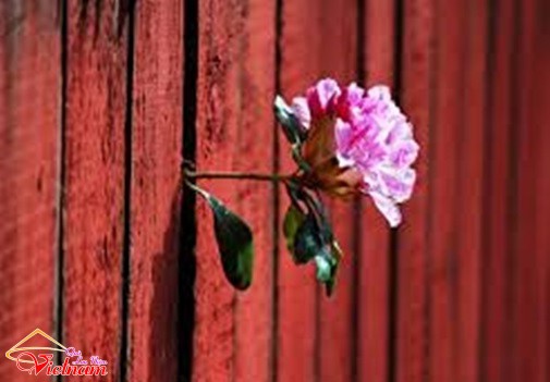 - sucsongblogtamsu6 - Cứng hơn bê tông cốt thép cũng phải bó tay thua ngay sức sống mãnh liệt này - photo qln 12