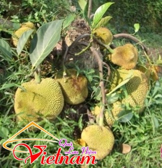 - sucsongblogtamsu1 - Cứng hơn bê tông cốt thép cũng phải bó tay thua ngay sức sống mãnh liệt này - photo qln 2