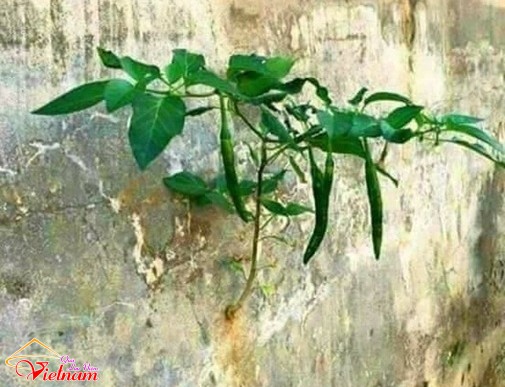 - sucsongblogtamsu4 - Cứng hơn bê tông cốt thép cũng phải bó tay thua ngay sức sống mãnh liệt này - photo qln 6
