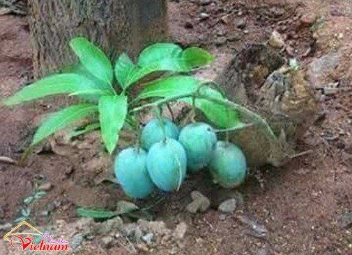 - sucsongblogtamsu5 - Cứng hơn bê tông cốt thép cũng phải bó tay thua ngay sức sống mãnh liệt này - photo qln 7