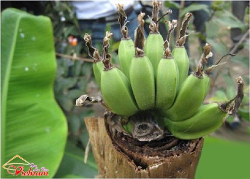 - sucsongblogtamsu8 - Cứng hơn bê tông cốt thép cũng phải bó tay thua ngay sức sống mãnh liệt này - photo qln 8
