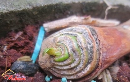 - sucsongblogtamsu7 - Cứng hơn bê tông cốt thép cũng phải bó tay thua ngay sức sống mãnh liệt này - photo qln 9
