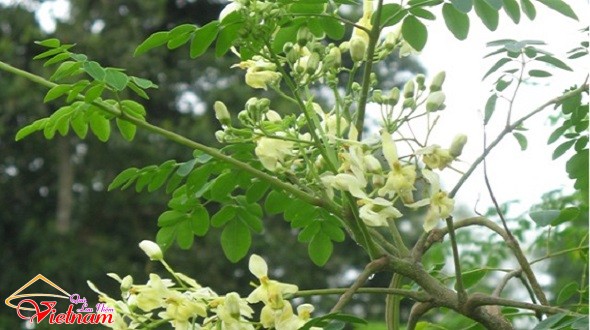 hoa chum ngay